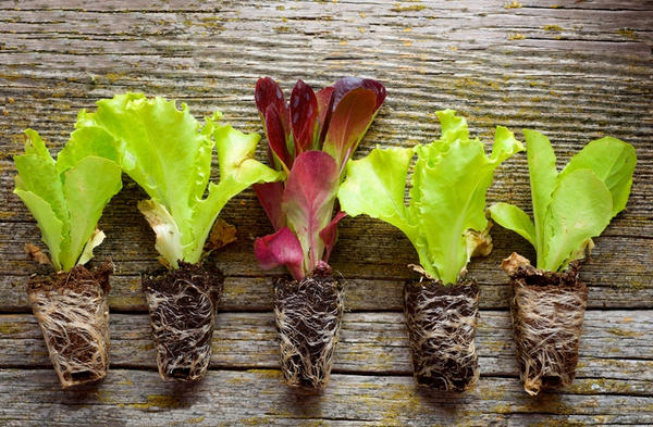 Рассада салата