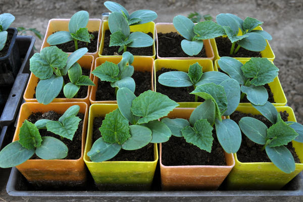 Рассада огурцов