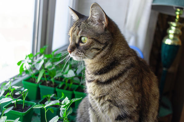 Рассада и наши помощники