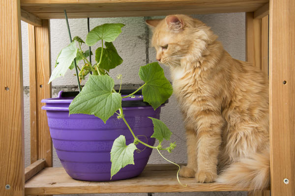 Домашний огород