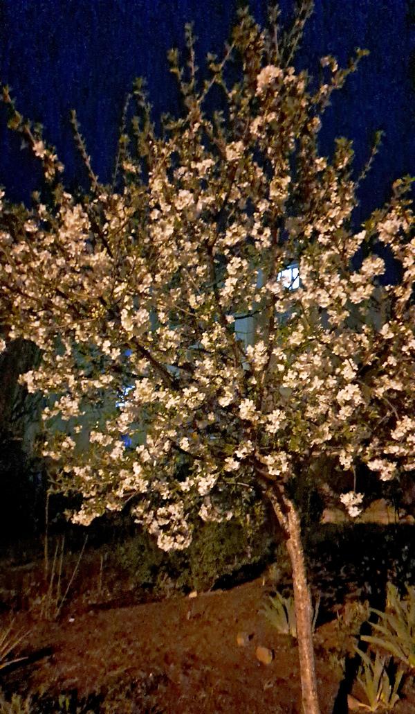 За полчаса до снега, в субботу поздно вечером бежала от мамы, фотографировала вишенки...