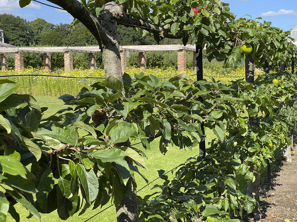 Яблони на шпалере