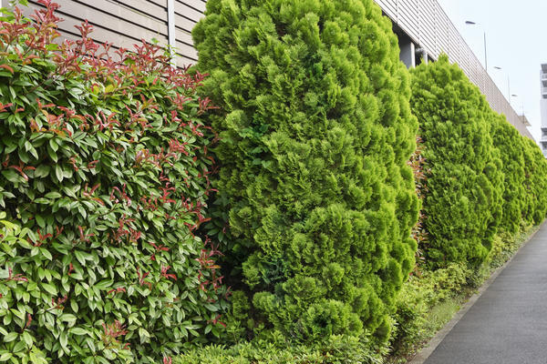 Замечательный пример сочетания хвойных и лиственных растений в высокой живой изгороди