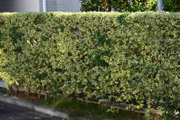 Формованная высокая живая изгородь