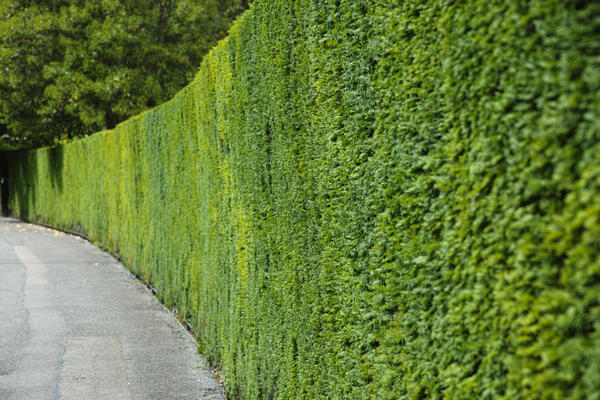 Высокая живая изгородь из тиса