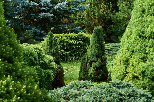 Без хвойных растений сложно представить современный сад