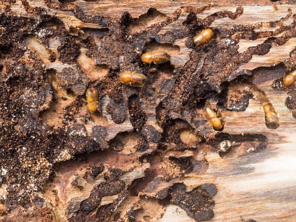 Короеды могут уничтожить ель полностью