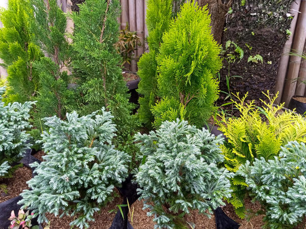 Кипарисовики очаровательны (на переднем плане), но их зимостойкость существенно ниже, чем у большинства декоративных хвойных