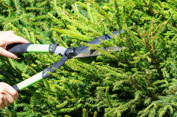 Ель хорошо отзывается на стрижку, особенно в молодом возрасте