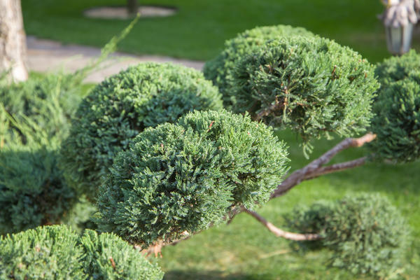 Можжевельник китайский Stricta очень декоративен, но капризен