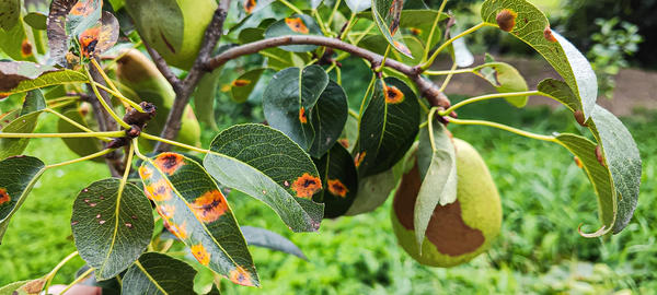Зачастую поражением ржавчиной груша обязана соседству с можжевельником