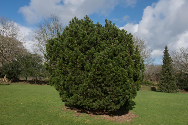 Сосна горная Gnom