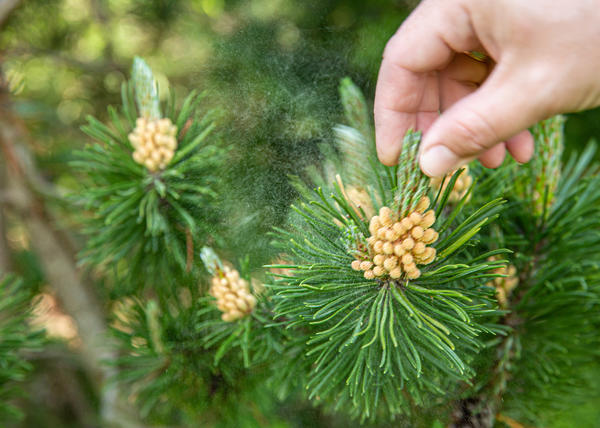 Пыльца сосны - сильный аллерген
