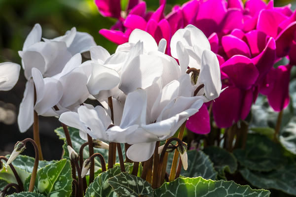 Белые и красные...