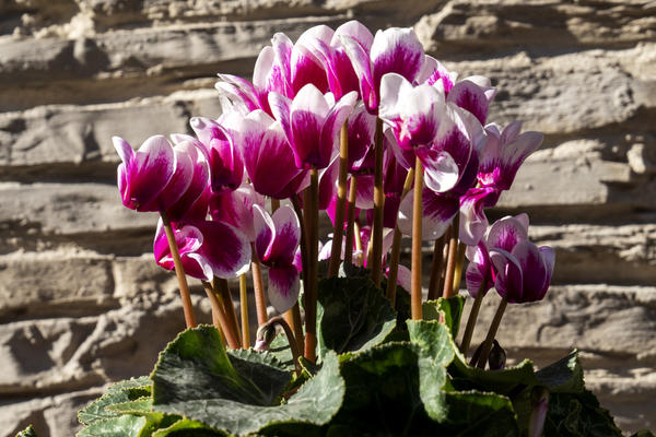 С белой оторочкой лепестков...