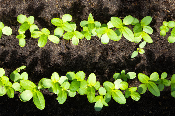 Малышки-циннии