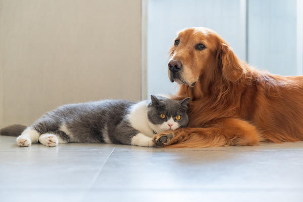 Любимые питомцы