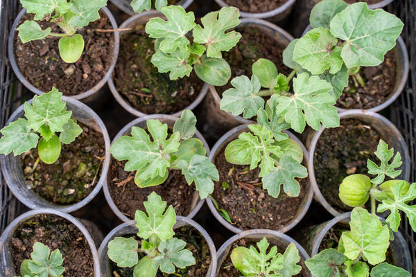 Арбузы. Рассада