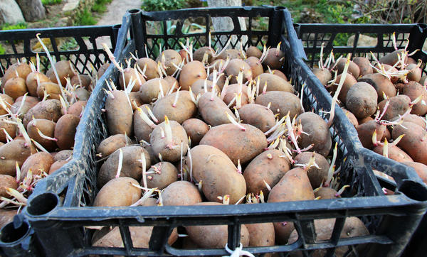 Пророщенный картофель