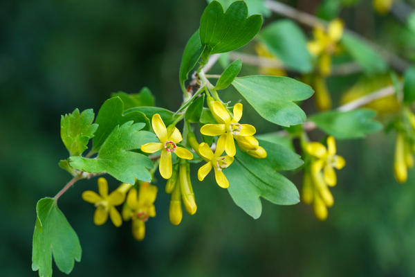 Золотистая смородина