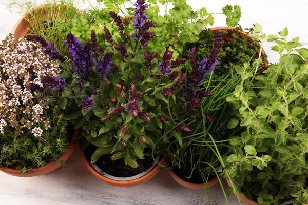 Пряные растения