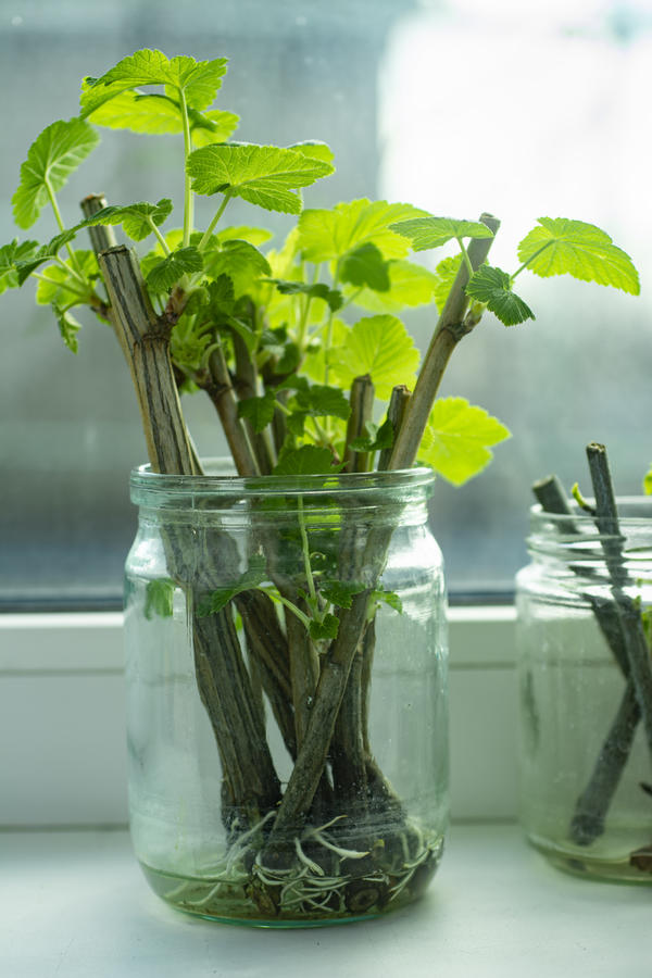 Черенкование смородины