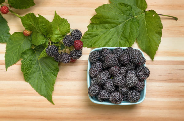 Чёрная малина