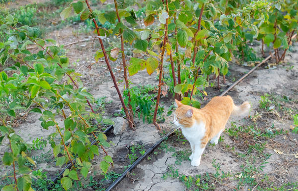 Без помощников никуда!