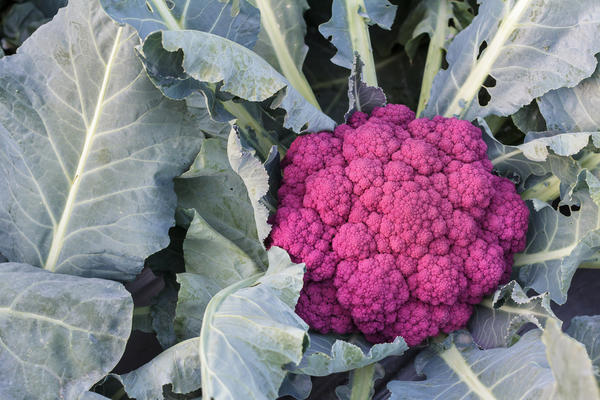 Цветная капуста