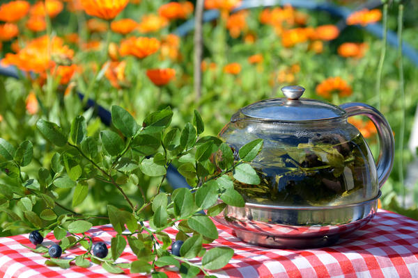 Настой листьев черники может стать ценным дополнением к диете