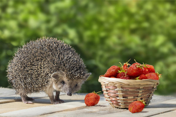 Первая клубничка...