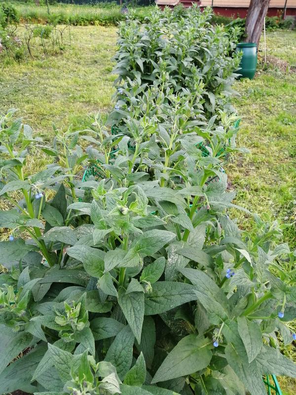 Что это за растение?