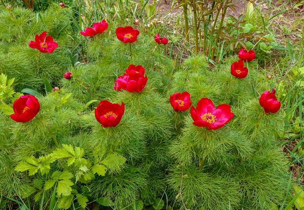 Всем знакомый воронец на самом деле называется пион Биберштейна, или пион тонколистный