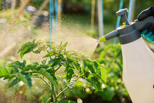 Самый оперативный способ поддержать растение — это внекорневая подкормка