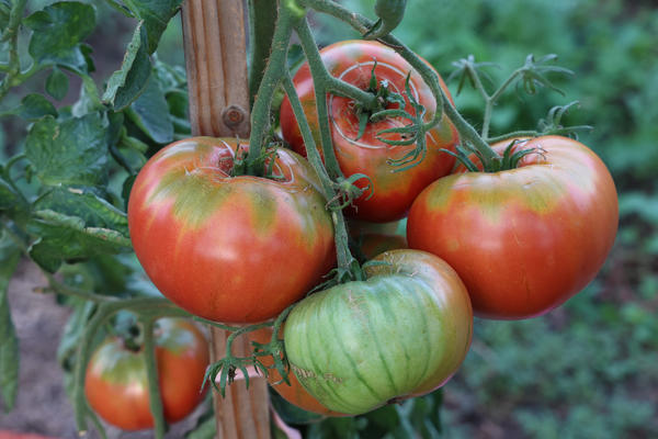 Лето не всегда играет по правилам, но урожай может быть стабильным