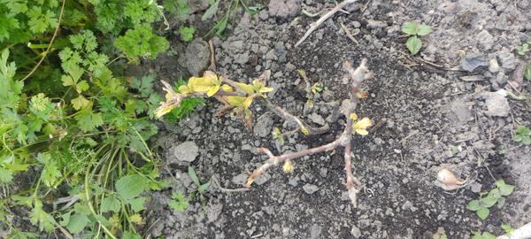 Погибает азалия...