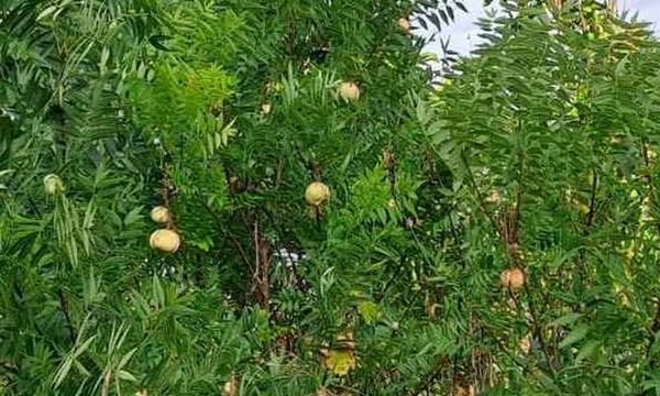 Неизвестное растение по состоянию на 24 августа