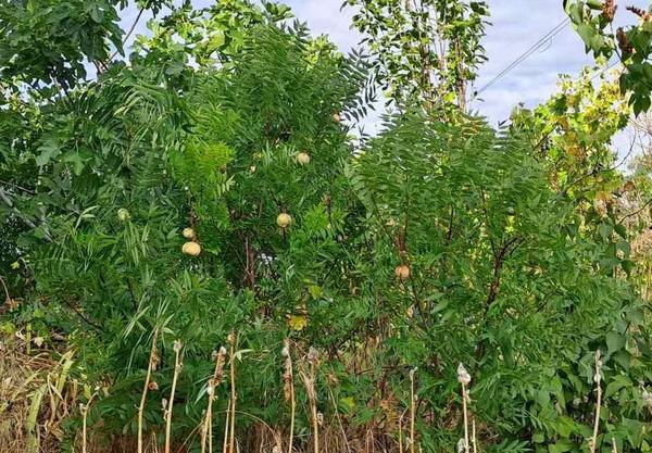 Неизвестное растение по состоянию на 24 августа