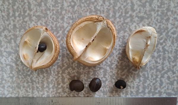 Семена этого растения