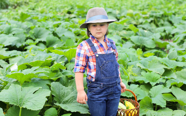 Кабачки 2025 года...