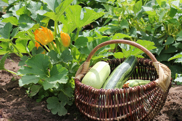 Кабачки сезона-2025