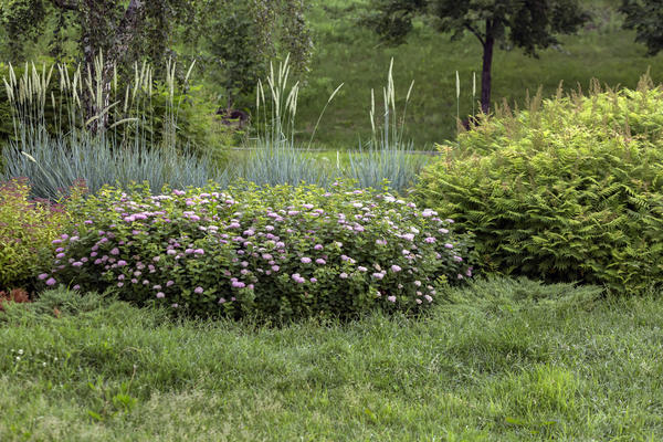 Кустарники — основа сада