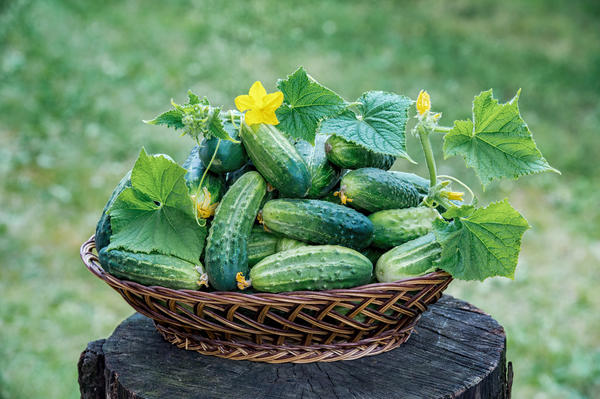 Огурцы сезона-2025