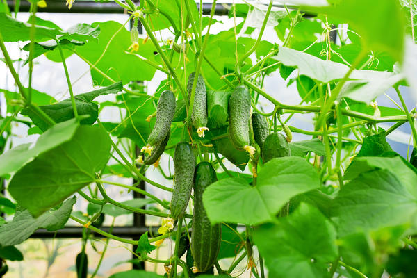 Огурцы сезона-2025