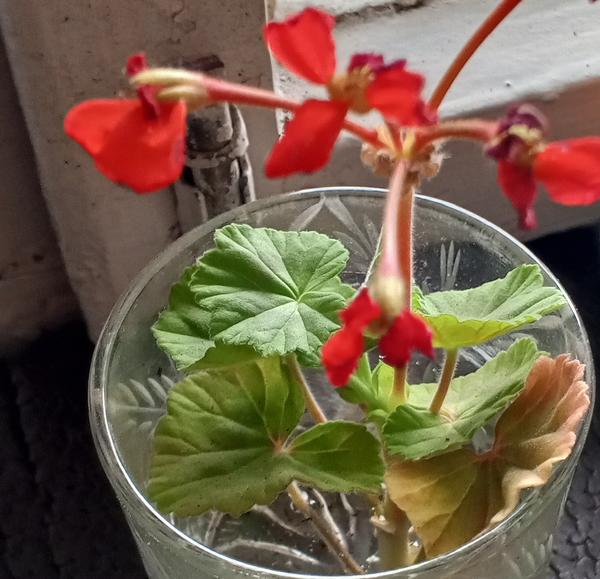 Пеларгония