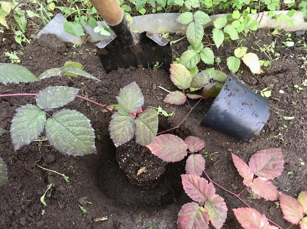 Осенняя посадка малины