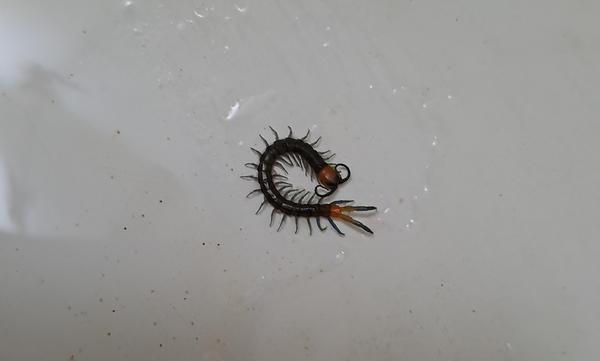 Неизвестное насекомое в ванне