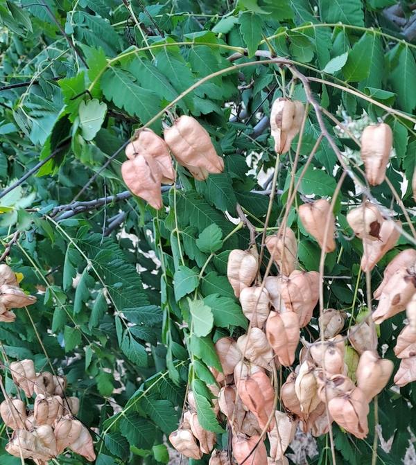 Как называются эти деревья?