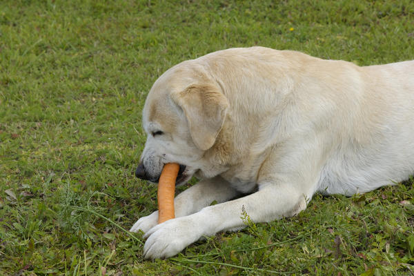 Морковь любят все