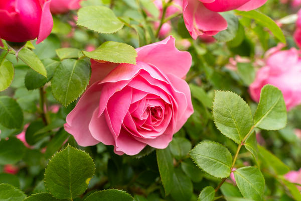 Роза — безусловная королева сада